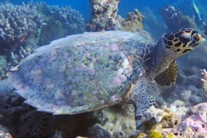 Little Mirko, hawksbill, adopted for Dan by Federica Hawksbill turtle, Vela Faru, South Male Atoll, Maldives