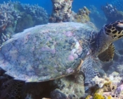 Hawksbill turtle, Vela Faru, South Male Atoll, Maldives