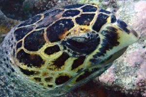Eeyore, hawksbill, adopted for Emma Hawksbill, Turtle Reef, South Male Atoll, Maldives