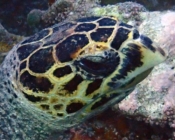 Hawksbill, Turtle Reef, South Male Atoll, Maldives