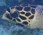 Hawksbill turtle, Tinga Giri, Lhaviyani Atoll, Maldives