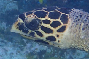 John, hawksbill, adopted for Lucas by Anne Hawksbill turtle, Tinga Giri, Lhaviyani Atoll, Maldives