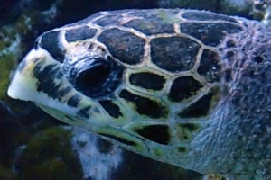 Larry, hawksbill, adopted for Jared by Hava Manasse Hawksbill turtle,Turtle Reef, South Malé Atoll, Maldives