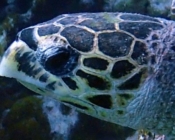 Hawksbill turtle,Turtle Reef, South Malé Atoll, Maldives