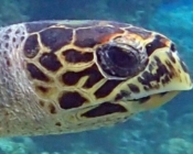 Adopt a turtle Maldives