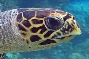 Jigsaw, hawksbill, adopted for Patrick by Deborah Adopt a turtle Maldives