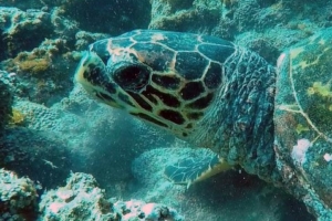 Batmax, hawksbill, adopted for Natalie Chiu by Jamie Tong Wu Adopted hawksbill turtle, Maldives