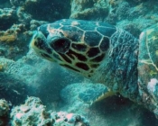 Adopted hawksbill turtle, Maldives