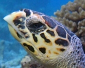 Hawksbill turtle, Vela Faru, South Male Atoll, Maldives
