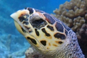 Shilly, hawksbill, adopted for Chantal by Steffen Hawksbill turtle, Vela Faru, South Male Atoll, Maldives