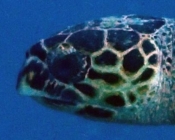 Hawksbill, Turtle Reef, South Malé Atoll, Maldives. Image.