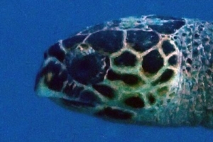 Olivia, hawksbill, adopted by Julia. Hawksbill, Turtle Reef, South Malé Atoll, Maldives. Image.