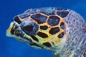 Crush, hawksbill, adopted for Alexandru by Ioana Diana Calae Hawksbill turtle, Vela Faru, South Male Atoll, Maldives