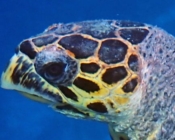 Hawksbill turtle, Vela Faru, South Male Atoll, Maldives