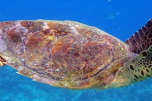 Phe, hawksbill, adopted by Helena Chu Hawksbill turtle, Vela Faru, South Male Atoll, Maldives