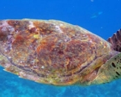 Hawksbill turtle, Vela Faru, South Male Atoll, Maldives