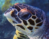 Hawksbill turtle, Vela Faru, South Male Atoll, Maldives