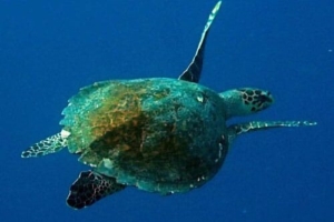 Löw Jr, hawksbill, adopted Hawksbill turtle, Vela Faru, South Male Atoll, Maldives