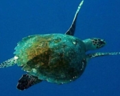 Hawksbill turtle, Vela Faru, South Male Atoll, Maldives