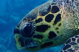 Sydney, hawksbill, adopted by Paula Thigpen Adopt a turtle Maldives