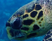Adopt a turtle Maldives