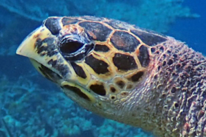 Frieden, hawksbill, adopted by Yoga Tage Claudia Shankari Zimmermann & Lis Mitterrutzner Hawksbill turtle, left facial profile, Turtle Reef, South Male atoll, Maldives. Image.