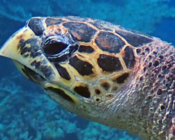 Hawksbill turtle, left facial profile, Turtle Reef, South Male atoll, Maldives. Image.