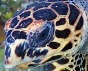 Hawksbill turtle, South Malé Turtle Point, Maldives. Image.