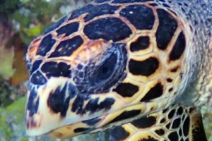 Tank, hawksbill, adopted for Lee by Hayley Conway-Stubbins. Hawksbill turtle, South Malé Turtle Point, Maldives. Image.