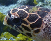 Adopt a turtle Maldives