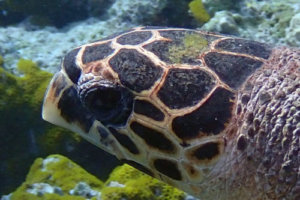 Ninja, hawksbill, adopted for Belinda Adopt a turtle Maldives