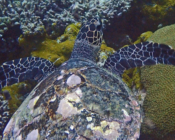 Hawksbill turtle, swimming away, Turtle Reef, South Male, Maldives. Image.