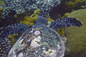 Ulrich, hawksbill, adopted by Yoga Tage Claudia Shankari Zimmermann & Lis Mitterrutzner Hawksbill turtle, swimming away, Turtle Reef, South Male, Maldives. Image.