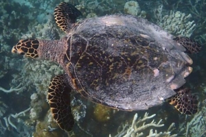 Bunny, hawksbill, adopted Hhawksbill turtle, Turtle Reef, Vaavu Atoll, Maldives