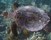 Hhawksbill turtle, Turtle Reef, Vaavu Atoll, Maldives
