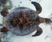 Adopt a turtle Maldives