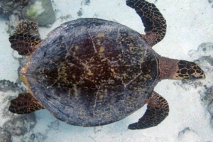 Happy, green turtle, adopted for Caroline by Lauren Sandall Adopt a turtle Maldives