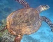 Adopt a turtle Maldives