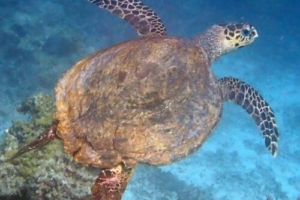 Khan, hawksbill, adopted Adopt a turtle Maldives