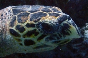 Teya, hawksbill, adopted for Tahani Hawksbill turtle, Kudhi Boli Reef, Vaavu