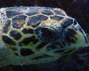 Hawksbill turtle, Kudhi Boli Reef, Vaavu