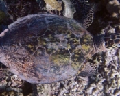 Hawksbill turtle, Kudhi Boli, Vaavu. Image.