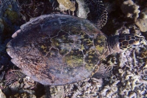 Vaavu, hawksbill, adopted for Lucie by Luke Mabbott Hawksbill turtle, Kudhi Boli, Vaavu. Image.