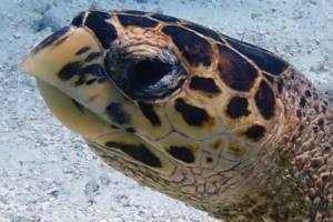 Boyd, hawksbill, adopted for Ole Christian by Julie Marie Holmås Adopt a turtle Maldives