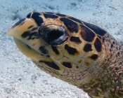 Adopt a turtle Maldives
