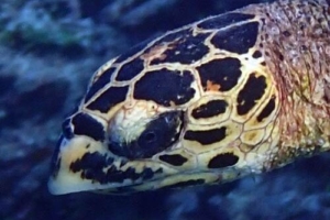 Meemu, hawlsbill, adopted for Sacha. Hawksbill turtle, Vela Faru, Meemu, Maldives. Image.
