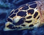 Hawksbill turtle, Vela Faru, Meemu, Maldives. Image.