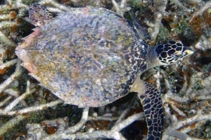Flash, hawksbill turtle, adopted for Kebir House Veterinary Practice Hawksbill turtle, Naalaafushi, Meemu Atoll, Maldives. Image.