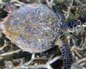 Hawksbill turtle, Naalaafushi, Meemu Atoll, Maldives. Image.