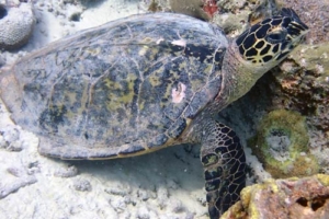 Inca, hawksbill, adopted for Eloise by Amanda Adopt a turtle Maldives